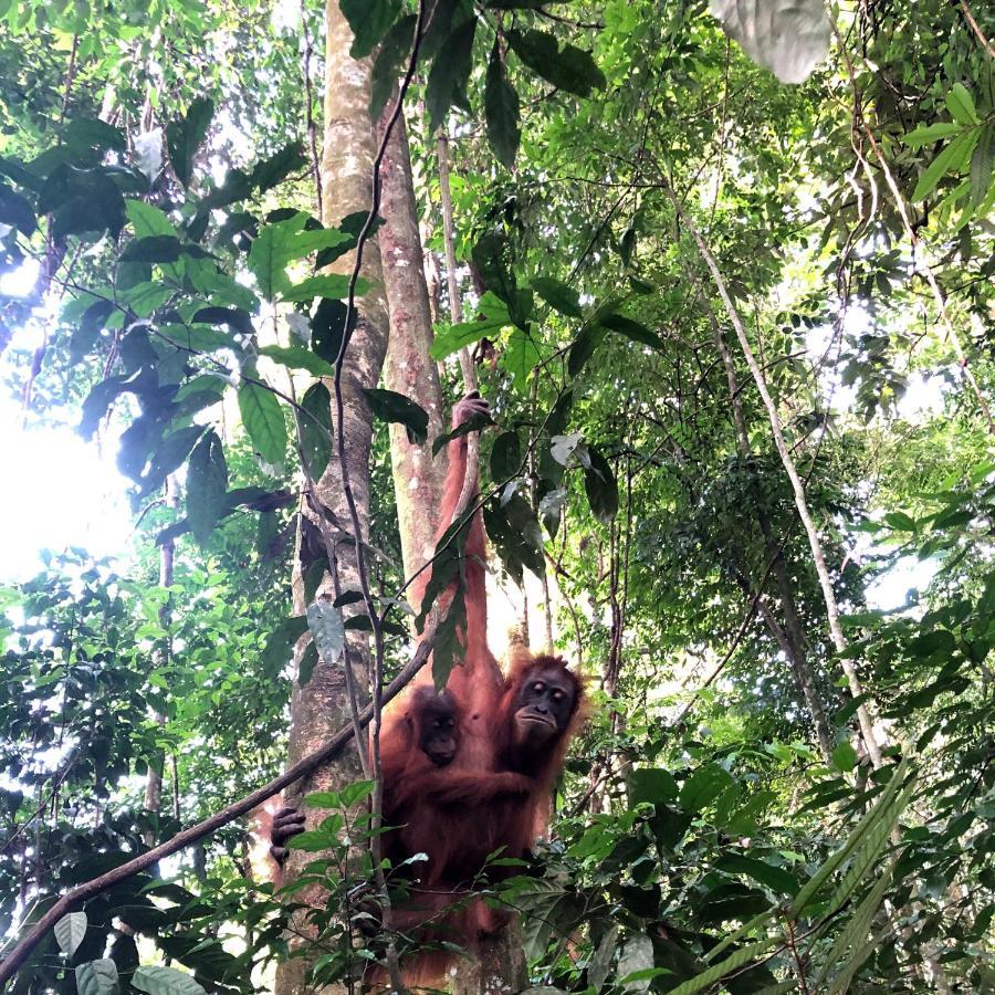 Thomas' Retreat Bukit Lawang Exterior foto